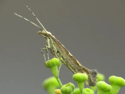 Plutella (Plutella) xylostella