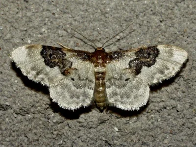 Idaea rusticata