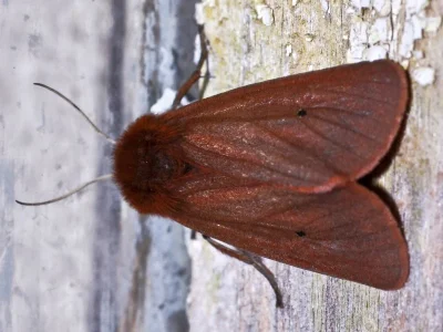 Phragmatobia fuliginosa