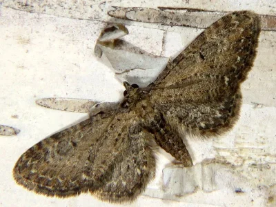 Eupithecia vulgata