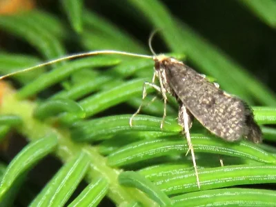 Nematopogon robertella