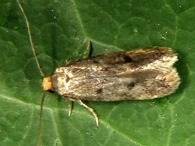 Borkhausenia luridicomella