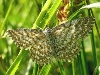 Scopula (Scopula) immorata