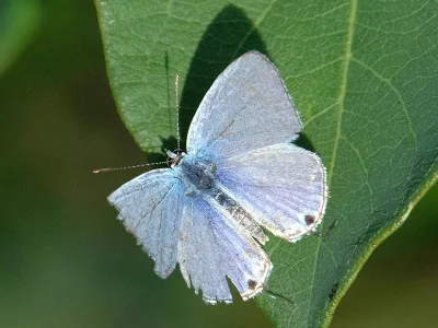 Catopyrops florinda