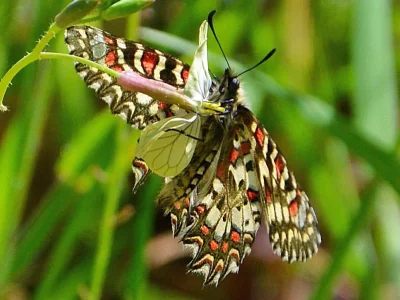 Zerynthia (Zerynthia) rumina