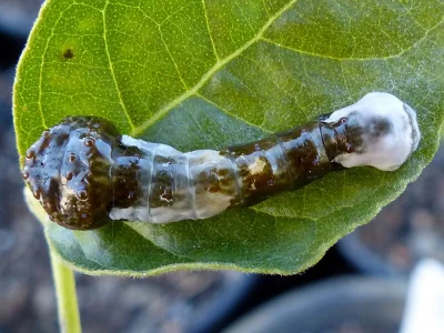 Papilio (Heraclides) cresphontes