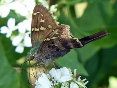 Urbanus (Urbanus) proteus