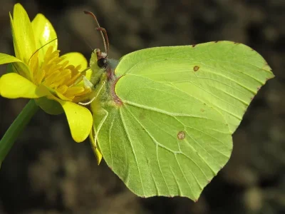 Gonepteryx rhamni