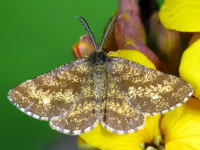 Ematurga atomaria