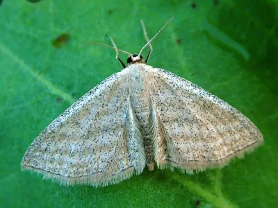 Scopula (Scopula) virgulata