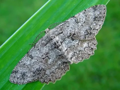 Hypomecis punctinalis
