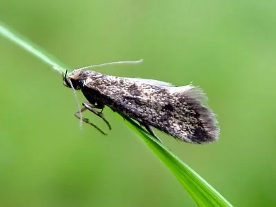 Denisia nubilosella