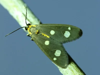 Dysauxes (Dysauxes) famula