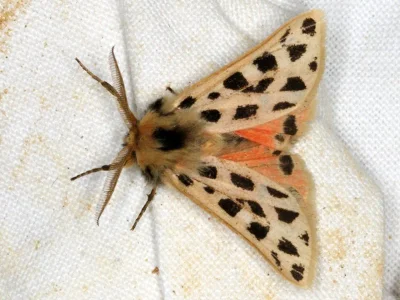 Chelis maculosa