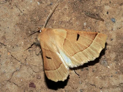 Crocallis loebeli