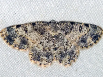 Charissa (Euchrognophos) subtaurica