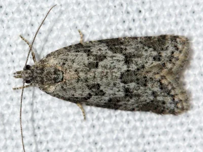 Cnephasia (Cnephasia) stephensiana