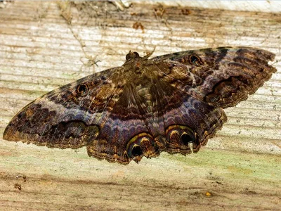 Ascalapha odorata