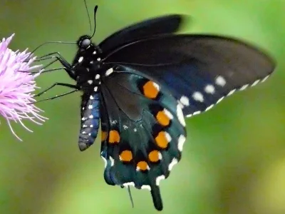 Battus (Battus) philenor