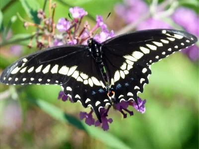 Papilio (Papilio) polyxenes