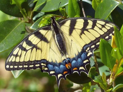 Papilio (Pterourus) glaucus