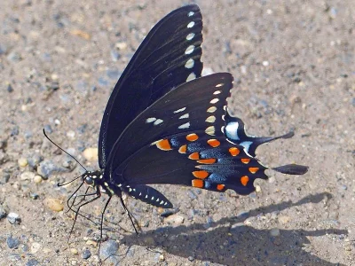 Papilio (Pterourus) troilus
