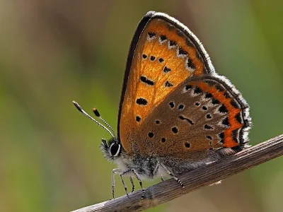 Lycaena (Helleia) helle