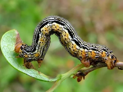 Arichanna melanaria