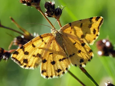 Pseudopanthera macularia