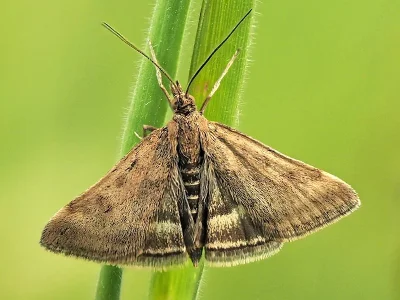 Pyrausta despicata