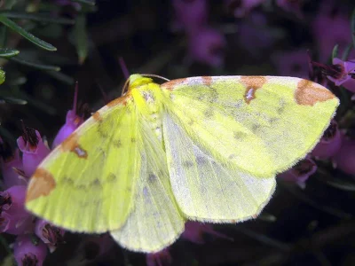 Opisthograptis luteolata