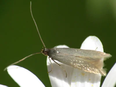 Coleophora lutarea