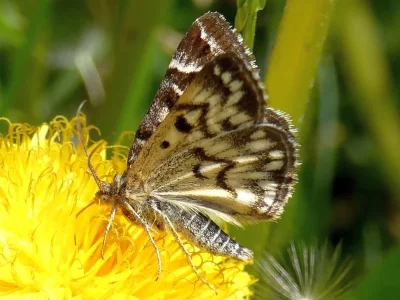 Euclidia (Callistege) mi