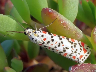 Utetheisa (Utetheisa) pulchella