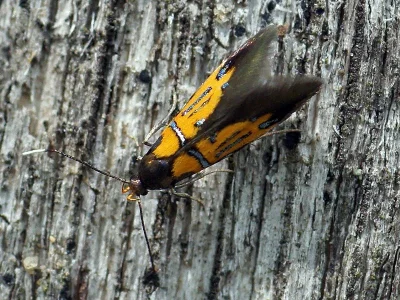 Schiffermuelleria (Schiffermuelleria) schaefferella