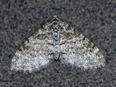 Lobophora halterata