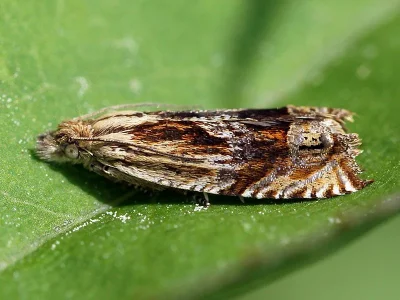 Eucosma aspidiscana
