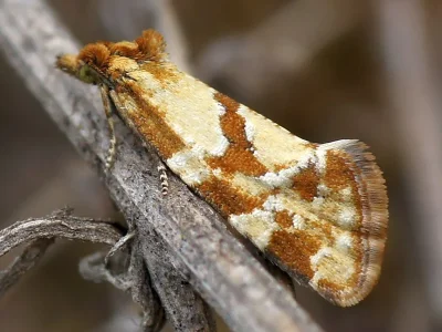 Aethes hartmanniana