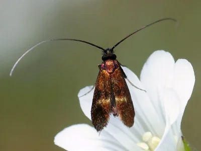 Cauchas rufimitrella