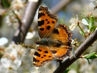 Nymphalis (Nymphalis) polychloros