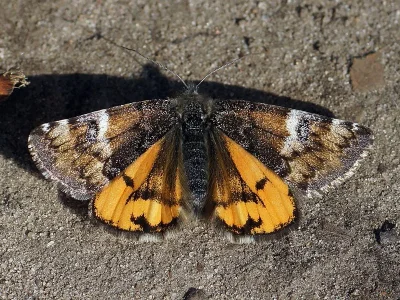 Archiearis parthenias