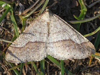 Agriopis marginaria