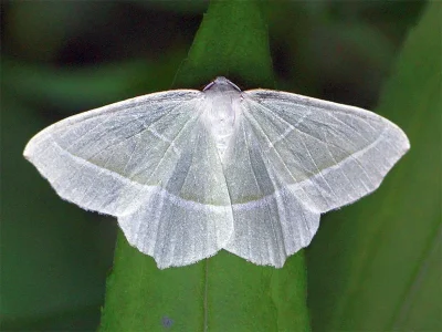 Campaea margaritaria