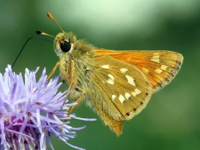Hesperia comma