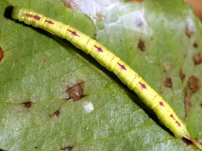 Chloroclysta siterata