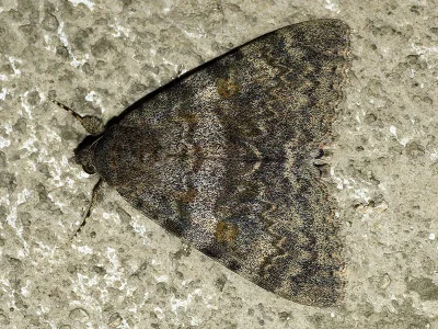 Catocala elocata