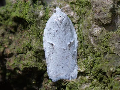 Acleris logiana
