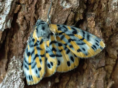 Bracca rotundata