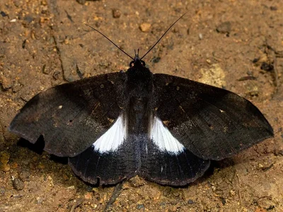 Ischyja ebusa