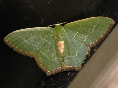 Hemithea wuka